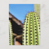 Carte Postale Gros cactus vert (Devant)