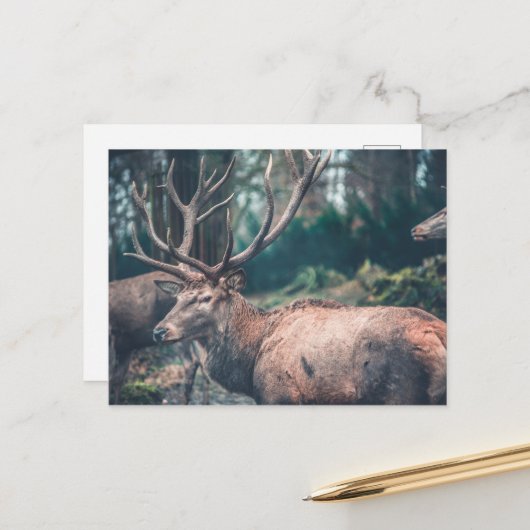 Carte Postale Gros cerf Brown avec gros colliers (Devant/Arrière en situation)