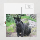 Carte Postale Gros chat Jaguar noir assis sur le rocher (Devant / Derrière)