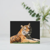 Carte Postale Gros Chats - 1 (Debout devant)