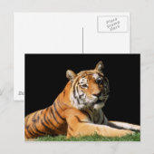 Carte Postale Gros Chats - 1 (Devant / Derrière)