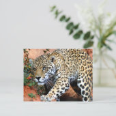 Carte Postale Gros chats - 10 (Debout devant)