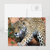 Carte Postale Gros chats - 10 (Devant / Derrière)