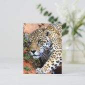 Carte Postale Gros chats - 10 (Debout devant)