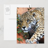 Carte Postale Gros chats - 10 (Devant / Derrière)