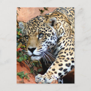 Carte Postale Gros chats - 10
