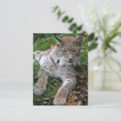 Carte Postale Gros chats - 11 (Debout devant)