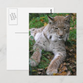 Carte Postale Gros chats - 11 (Devant / Derrière)