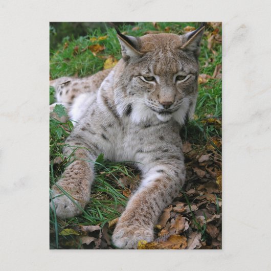 Carte Postale Gros chats - 11 (Devant)