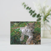 Carte Postale Gros chats - 11 (Debout devant)