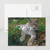 Carte Postale Gros chats - 11 (Devant / Derrière)