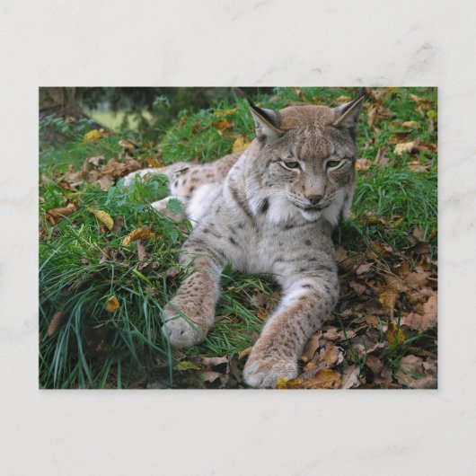 Carte Postale Gros chats - 11 (Devant)