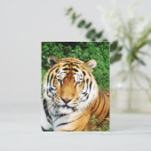Carte Postale Gros chats - 12 (Debout devant)