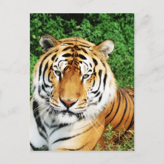 Carte Postale Gros chats - 12 (Devant)
