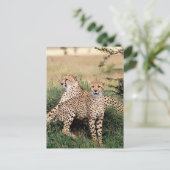 Carte Postale Gros Chats - 13 (Debout devant)