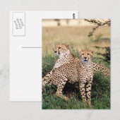 Carte Postale Gros Chats - 13 (Devant / Derrière)