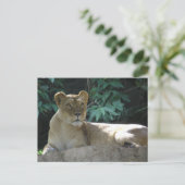 Carte Postale Gros Chats - 2 (Debout devant)