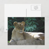 Carte Postale Gros Chats - 2 (Devant / Derrière)