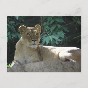 Carte Postale Gros Chats - 2