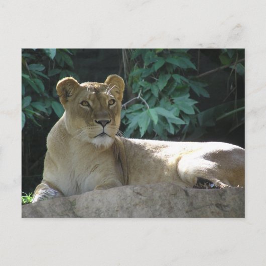 Carte Postale Gros Chats - 2 (Devant)