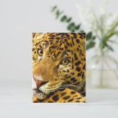 Carte Postale Gros Chats - 3 (Debout devant)