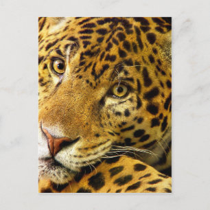 Carte Postale Gros Chats - 3
