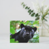 Carte Postale Gros Chats - 4 (Debout devant)