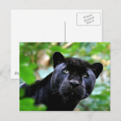 Carte Postale Gros Chats - 4 (Devant / Derrière)