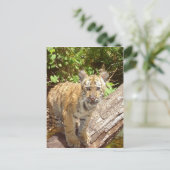 Carte Postale Gros Chats - 5 (Debout devant)