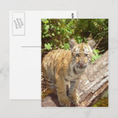 Carte Postale Gros Chats - 5 (Devant / Derrière)