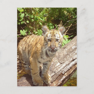 Carte Postale Gros Chats - 5