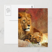 Carte Postale Gros Chats - 6 (Devant / Derrière)