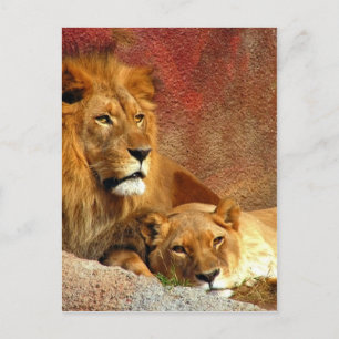 Carte Postale Gros Chats - 6