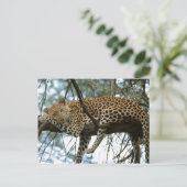 Carte Postale Gros Chats - 7 (Debout devant)
