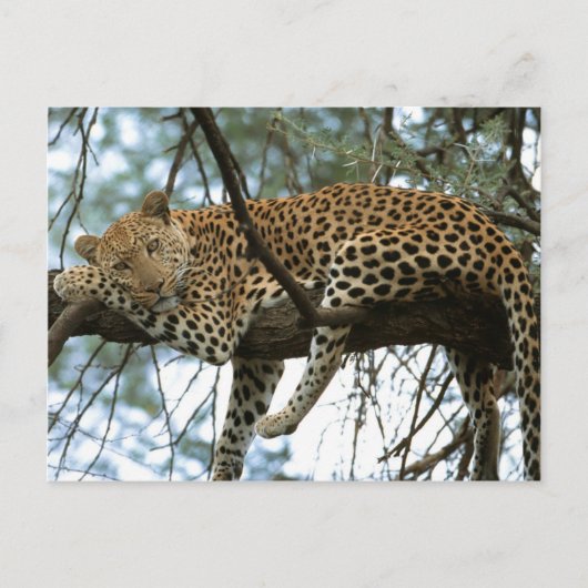 Carte Postale Gros Chats - 7 (Devant)
