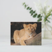 Carte Postale Gros Chats - 8 (Debout devant)