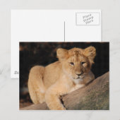 Carte Postale Gros Chats - 8 (Devant / Derrière)