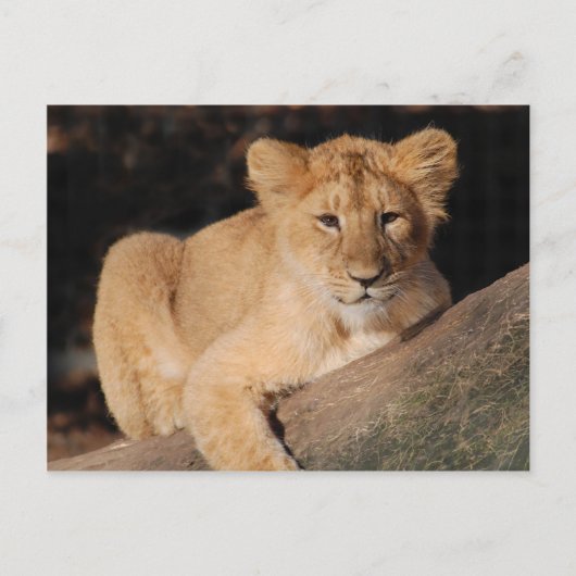 Carte Postale Gros Chats - 8 (Devant)