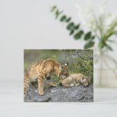 Carte Postale Gros Chats - 9 (Debout devant)