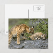 Carte Postale Gros Chats - 9 (Devant / Derrière)