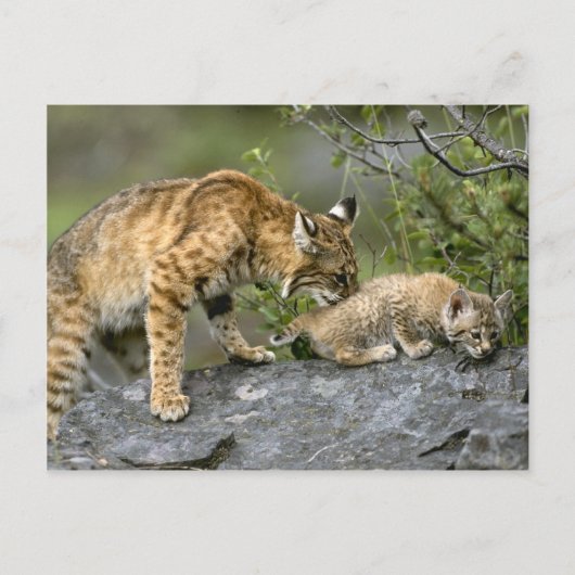 Carte Postale Gros Chats - 9 (Devant)