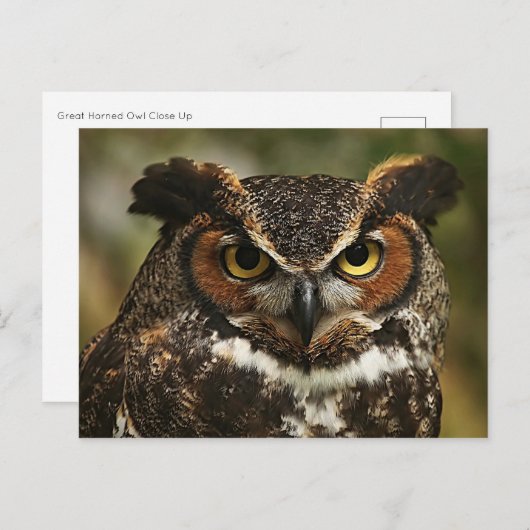 Carte postale Gros Chouette (Devant / Derrière)