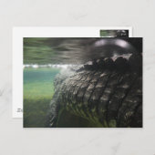 Carte Postale Gros crocodile (Devant / Derrière)