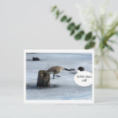 Carte Postale Gros hivernal (Debout devant)