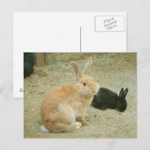 Carte Postale Gros Lapin Rouge (Devant / Derrière)