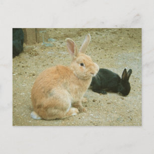 Carte Postale Gros Lapin Rouge