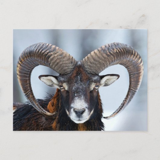 Carte Postale Gros mouton de bélier à corne - Mouflon (Devant)