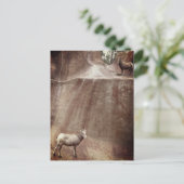 Carte Postale Gros mouton de corne (Debout devant)