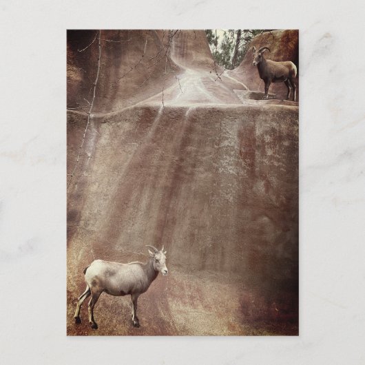 Carte Postale Gros mouton de corne (Devant)