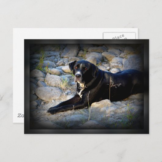 Carte Postale Gros noir Pitbull Lab Cross (Devant / Derrière)
